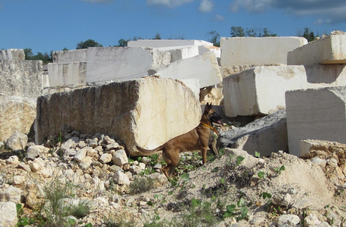 Malinois Halley vom Lobertal - Halley 13 måneder på ruinsøgkursus i Kroatien. Den ene af dagene brugte vi i et kæmpe stenbrug. Gemmemulighederne var utallige - højt, lavt, under og meget svært tilgængeligt.Perfekt billede 1