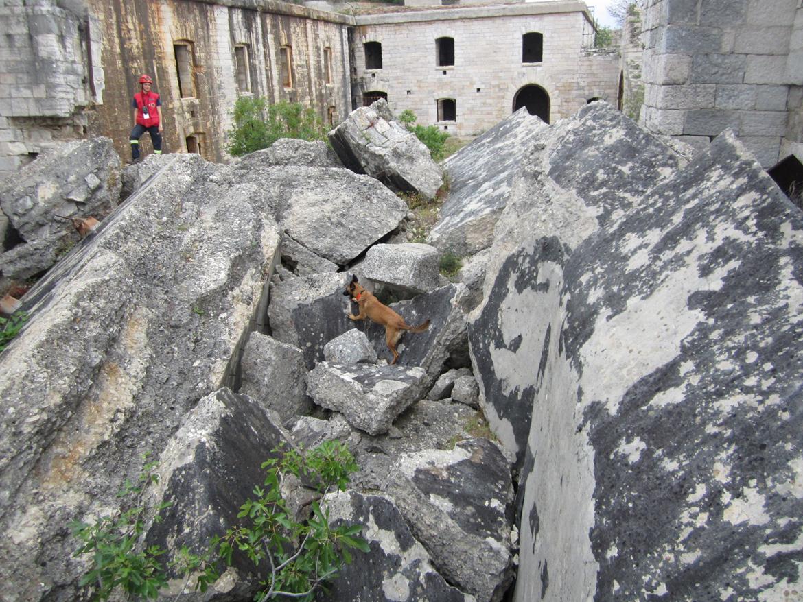 Malinois Halley vom Lobertal - Halley 13 måneder på ruinsøgkursus i Kroatien. To dage blev brugt i forskellige borganlæg. Her var udfodringen at komme rundt i den store nedstyrtning og finde de gemte figuranter. Den slags muligheder har vi vist ingen af hjemme i DK billede 2