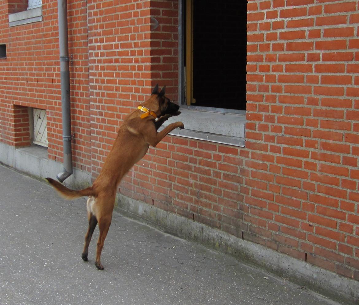 Malinois Halley vom Lobertal - Halley 12 måneder. Træning af "hvordan kommer man ind og afsøger en bygning, hvis døren er lukket" billede 3