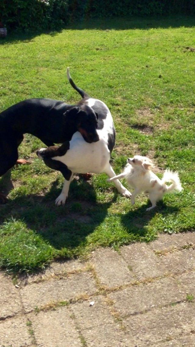 Chihuahua Bonnabell's Amor (Charlie) billede 9