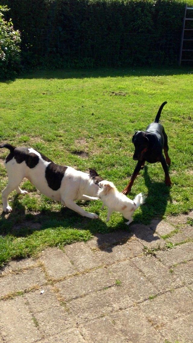 Chihuahua Bonnabell's Amor (Charlie) billede 10