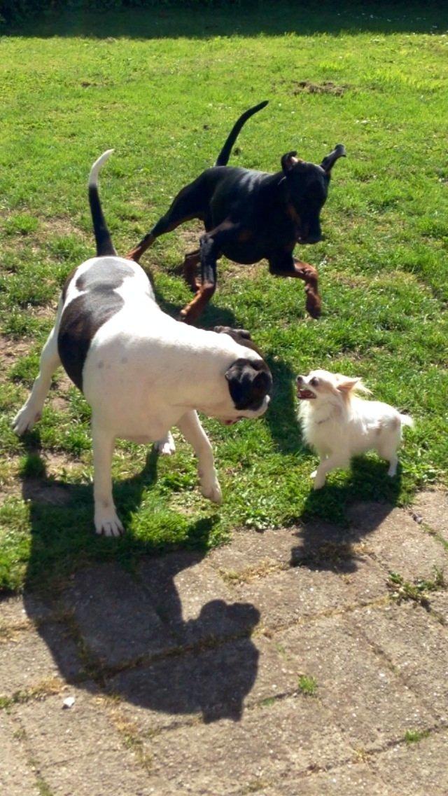 Chihuahua Bonnabell's Amor (Charlie) billede 11