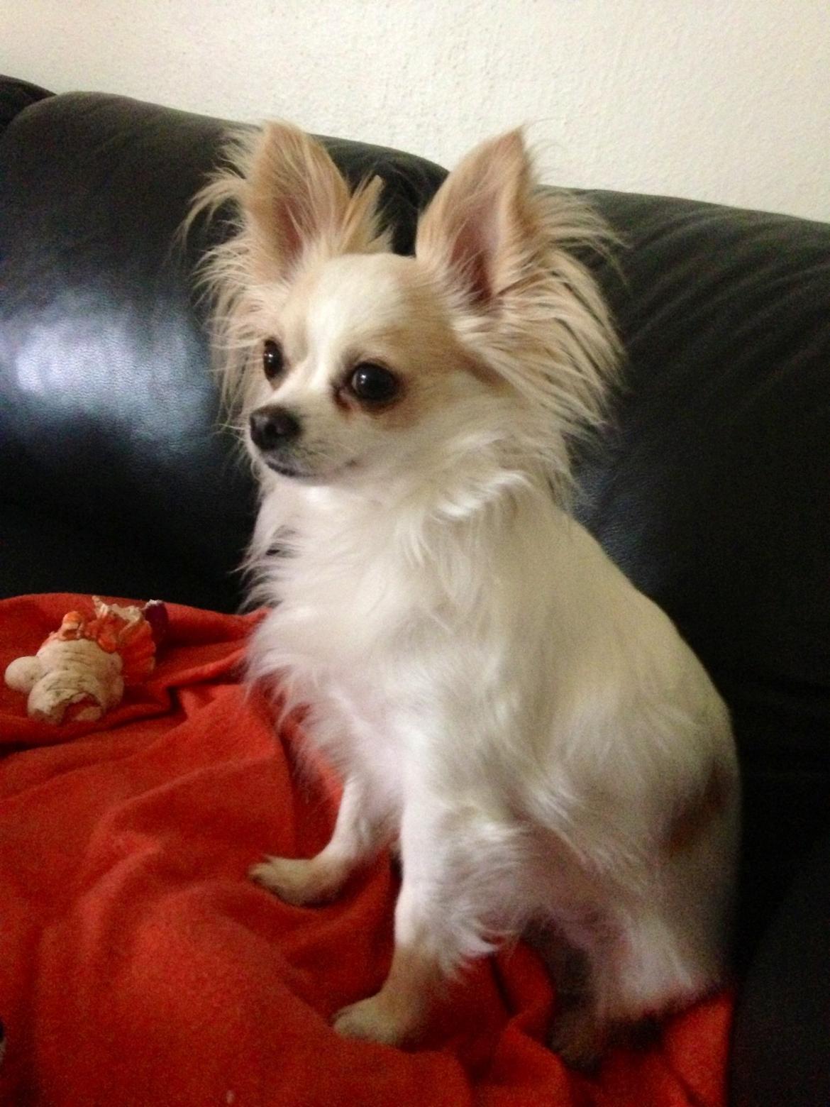 Chihuahua Bonnabell's Amor (Charlie) billede 13