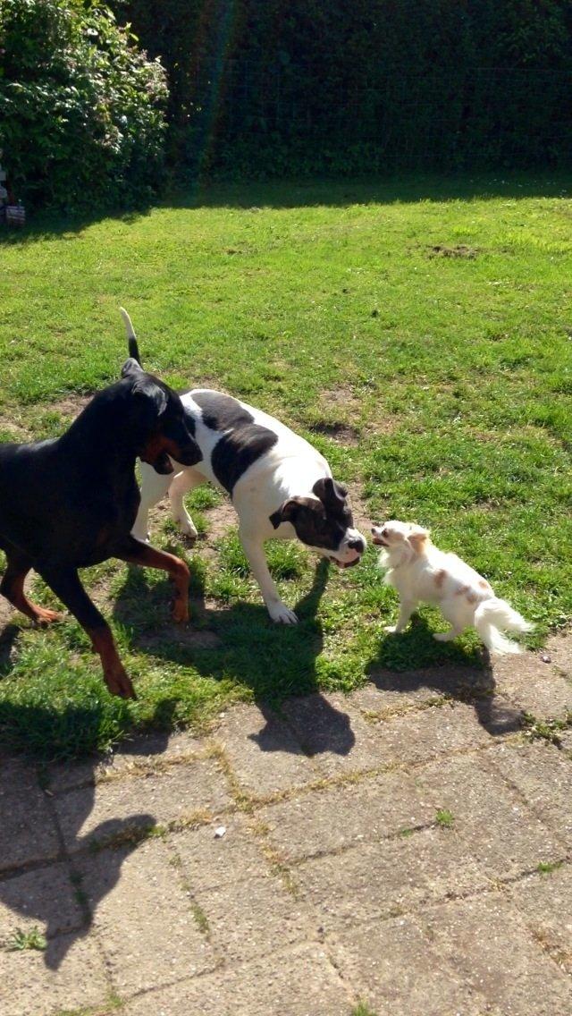 Chihuahua Bonnabell's Amor (Charlie) billede 12