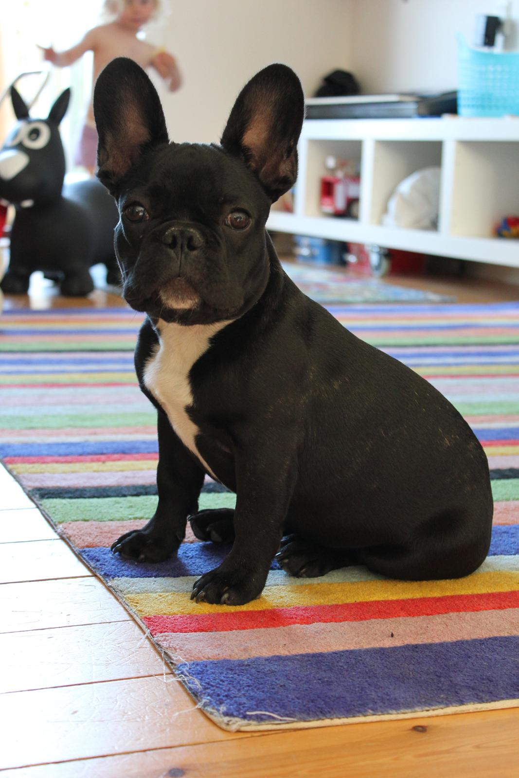 Fransk bulldog Marley billede 5