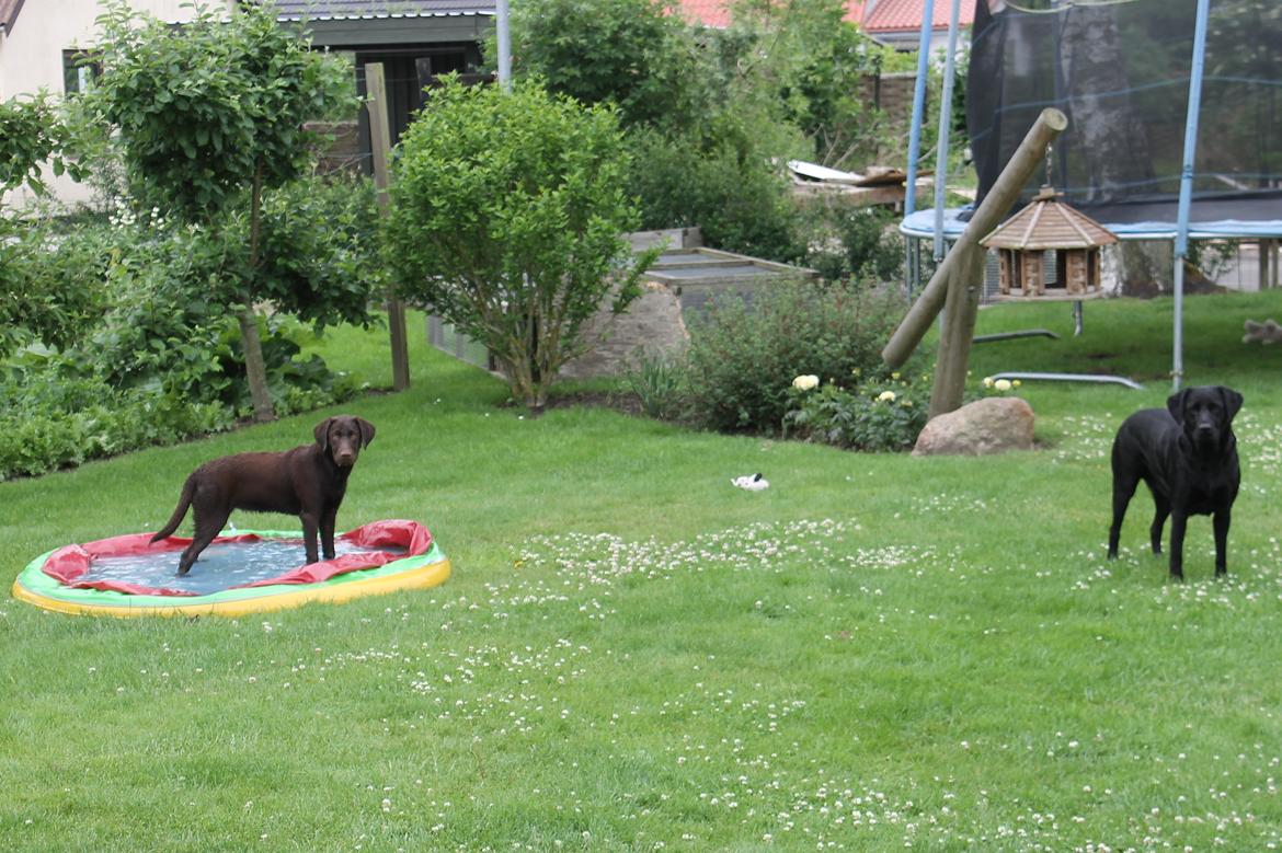 Labrador retriever SALLY billede 2