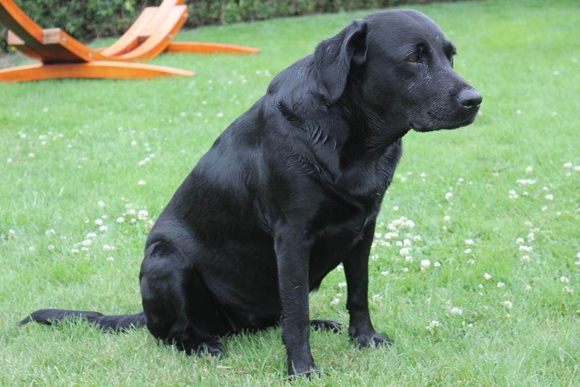 Labrador retriever SALLY - 20130621 Sally billede 1