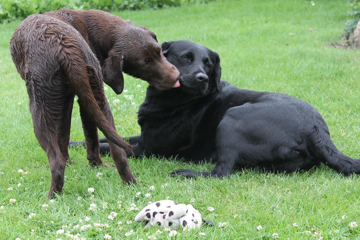 Labrador retriever SALLY billede 3