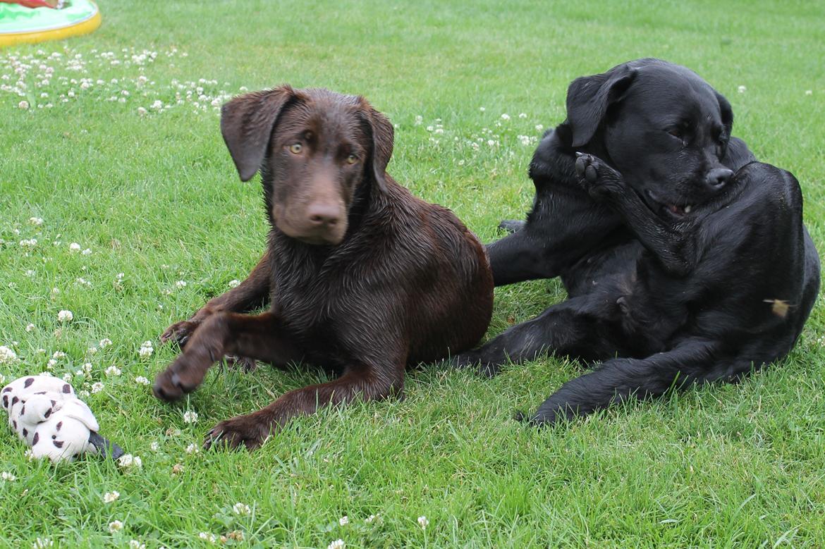 Labrador retriever SALLY billede 4