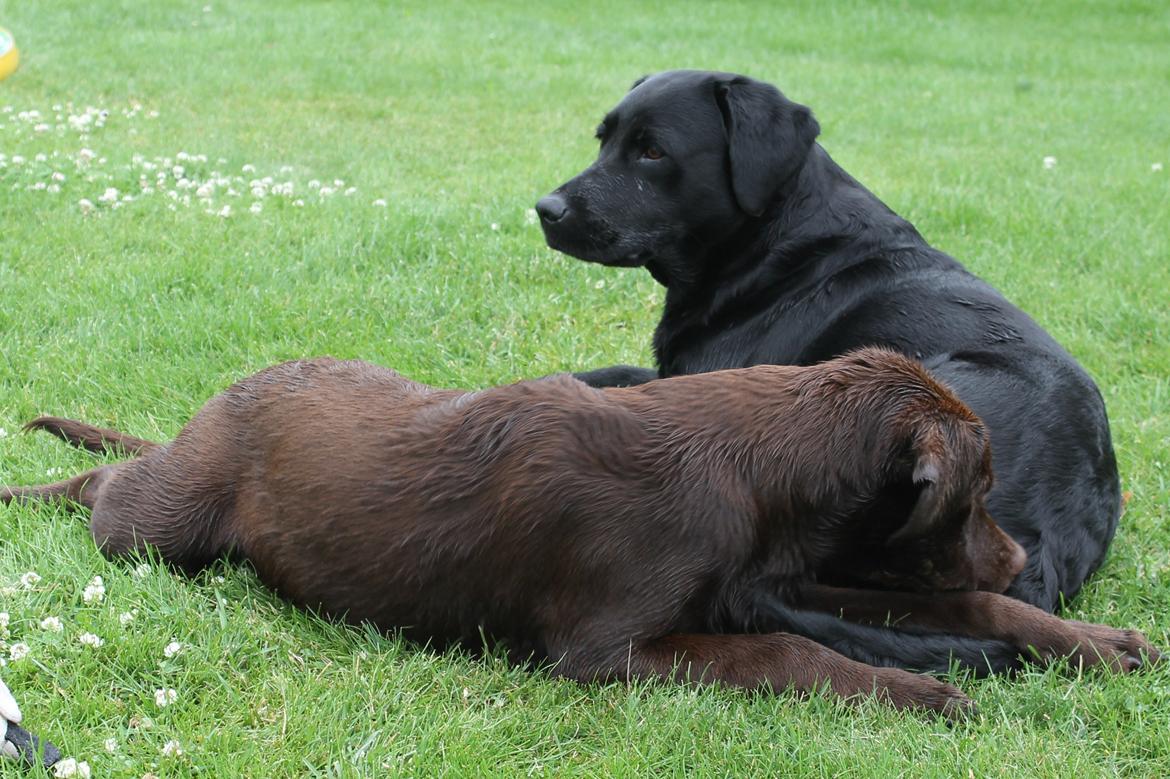 Labrador retriever SALLY billede 5