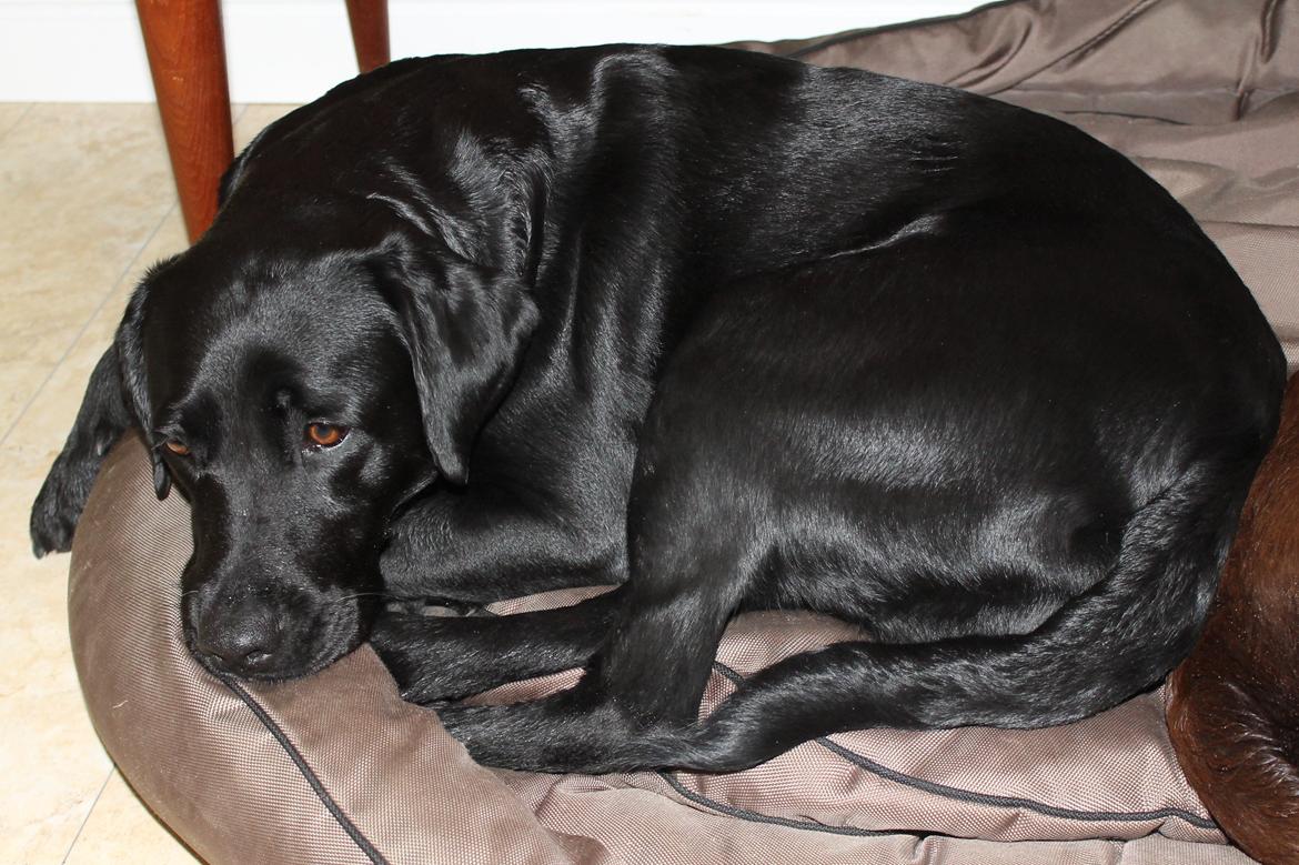 Labrador retriever SALLY - 20130621 Sally billede 6