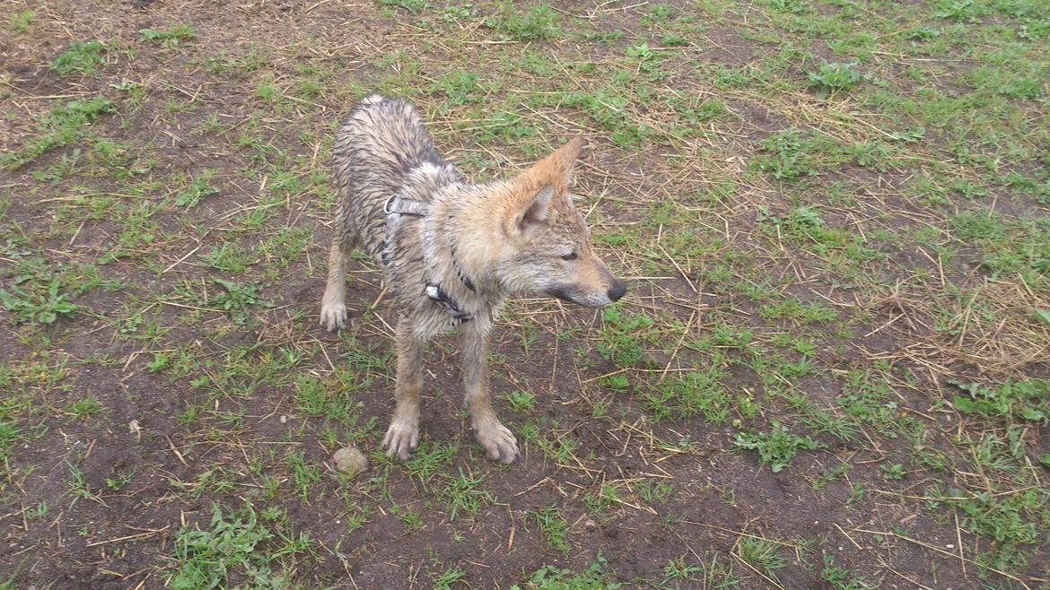 Tjekkoslovakisk ulvehund Bertrand's Gotto billede 3