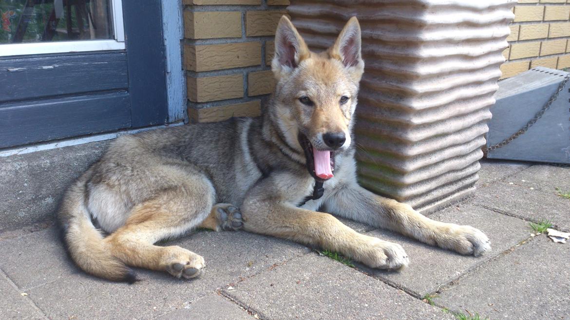 Tjekkoslovakisk ulvehund Bertrand's Gotto billede 2