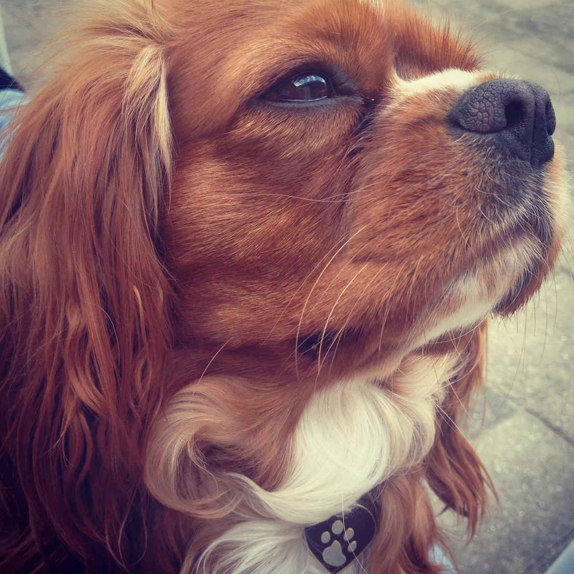 Cavalier king charles spaniel Silje billede 16