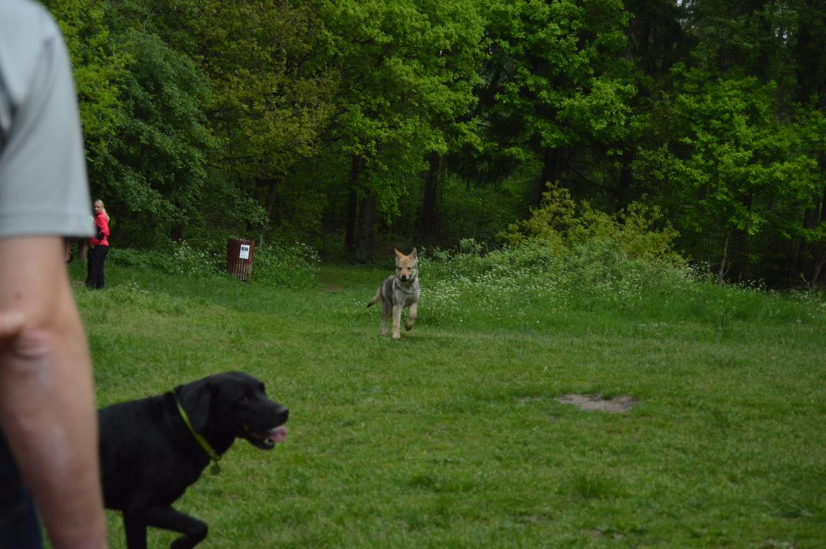 Tjekkoslovakisk ulvehund Bertrand's Gotto billede 12