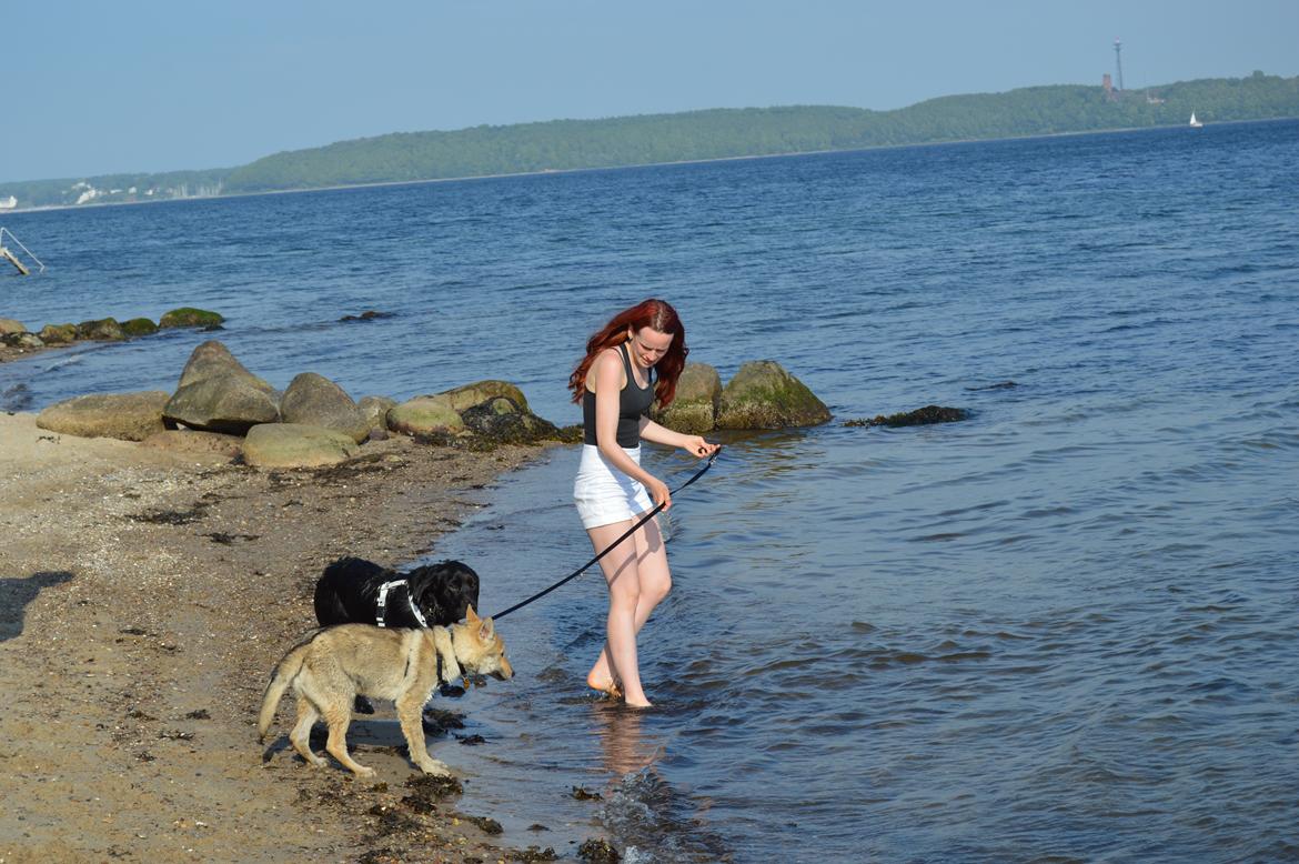 Tjekkoslovakisk ulvehund Bertrand's Gotto billede 16