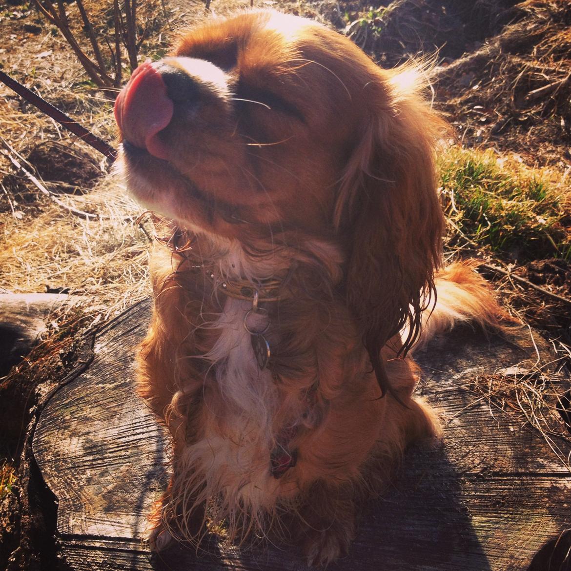 Cavalier king charles spaniel Silje billede 17