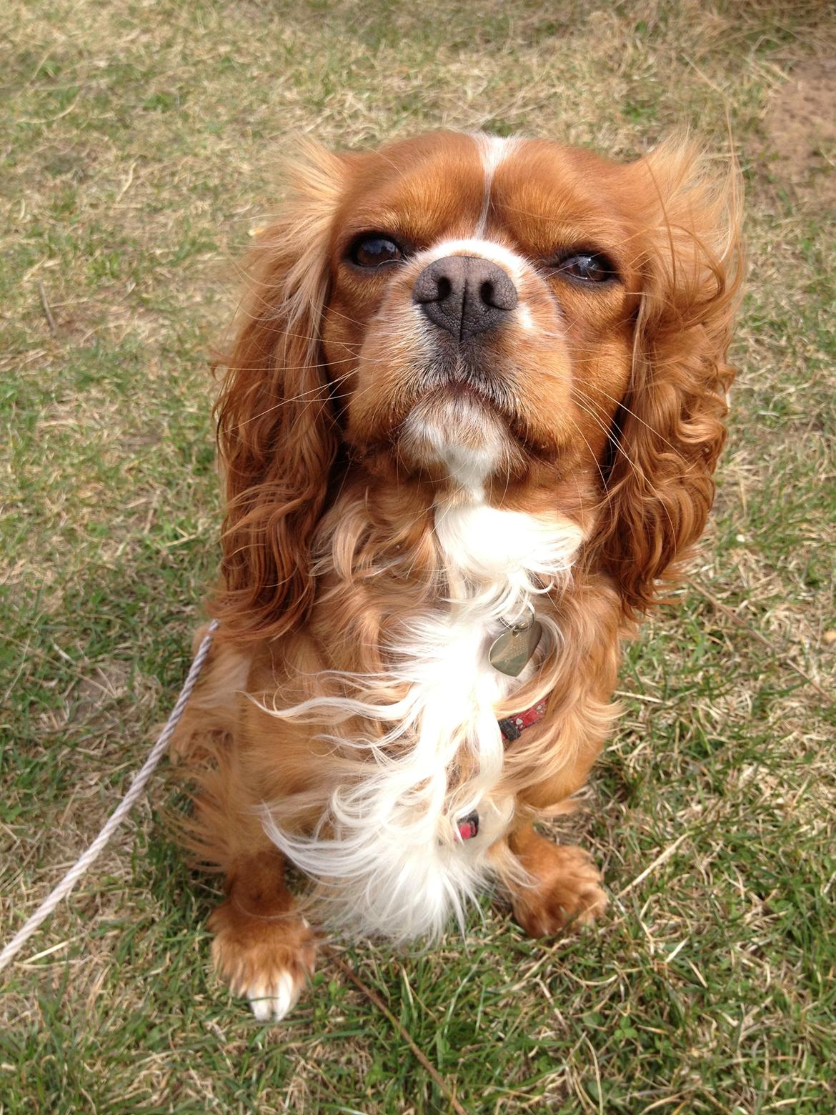 Cavalier king charles spaniel Silje billede 18