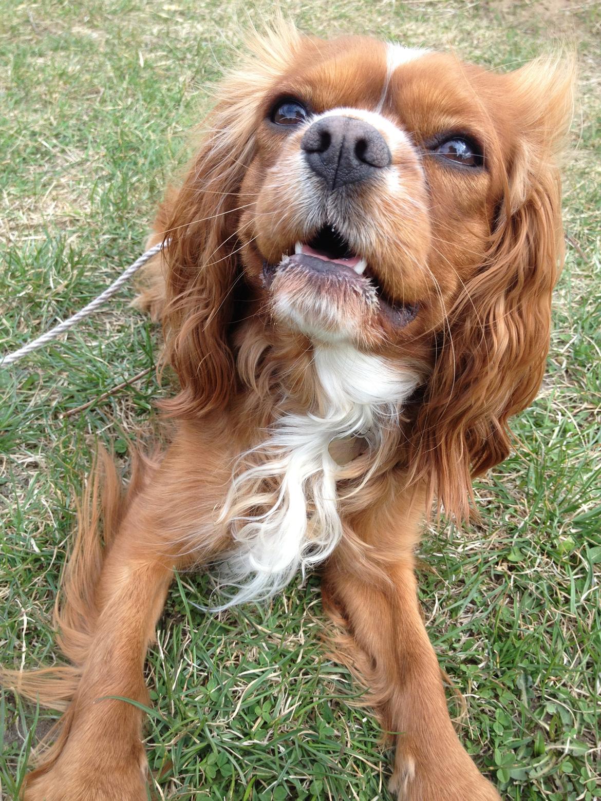 Cavalier king charles spaniel Silje billede 19