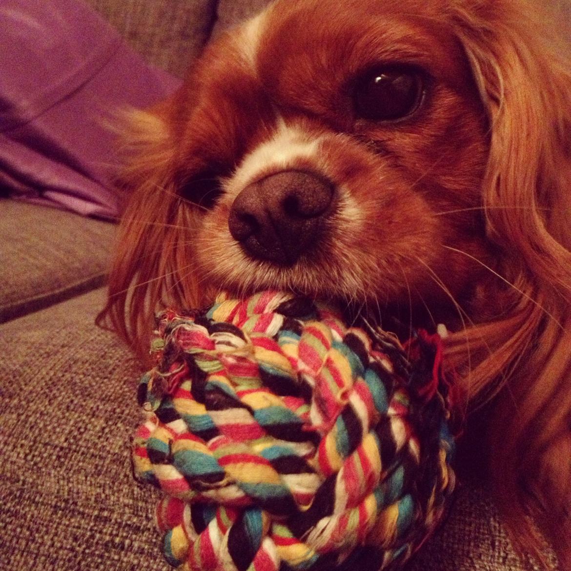 Cavalier king charles spaniel Silje billede 20