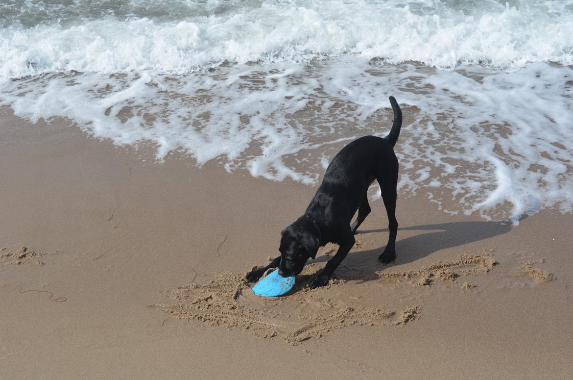 Labrador retriever Balou - Balou på stranden ;) <3 billede 2