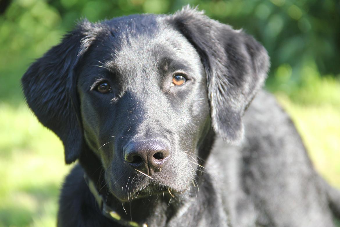 Labrador retriever Balou - Smukke Balou<3 billede 1
