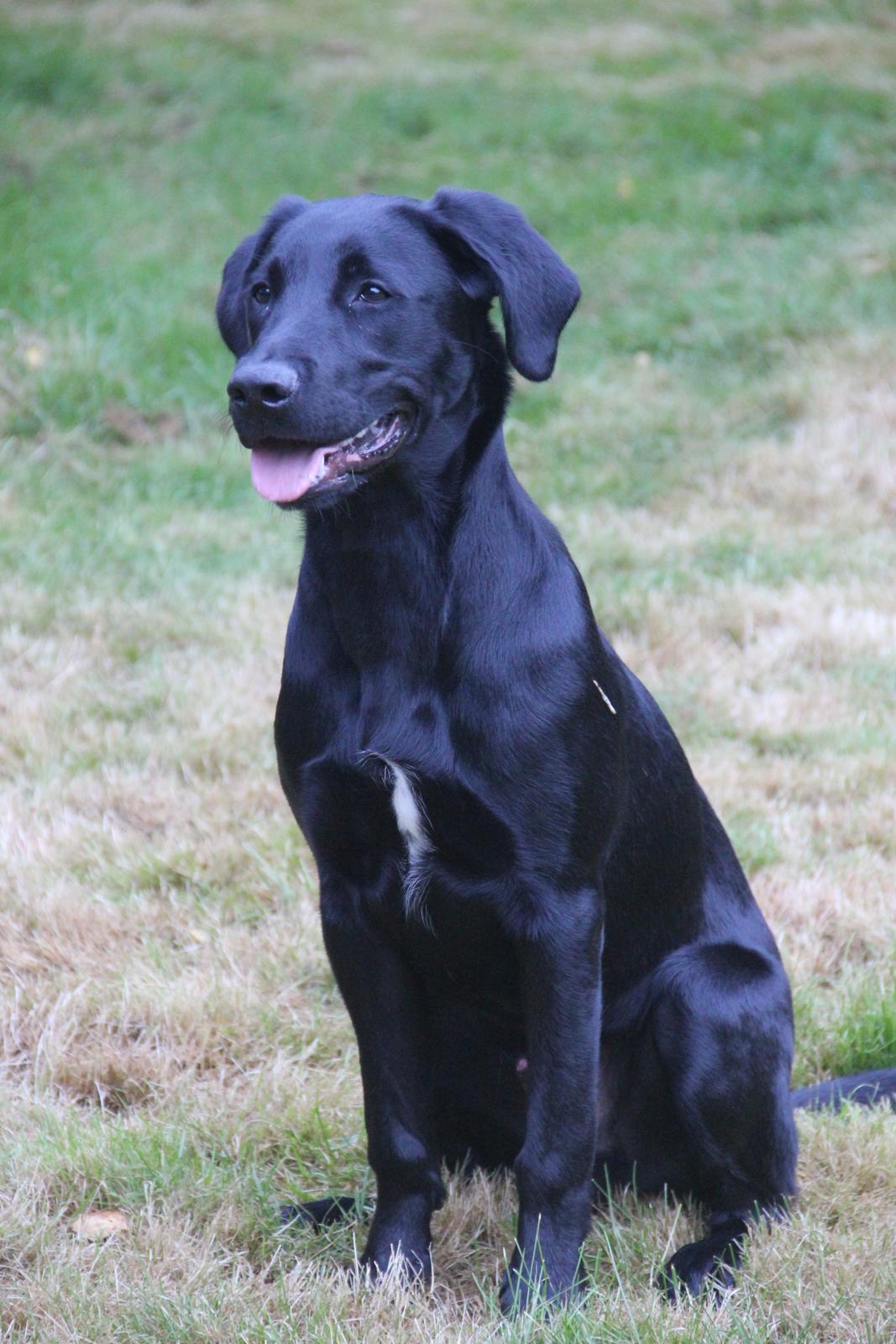 Labrador retriever Balou - Flotte & store Balou på 1,5år :D billede 3