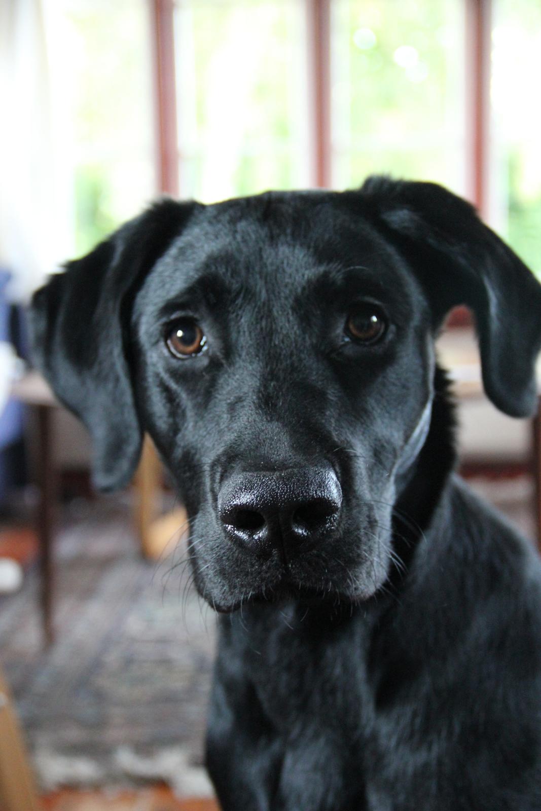 Labrador retriever Balou - Min skønne hund!<3 billede 4