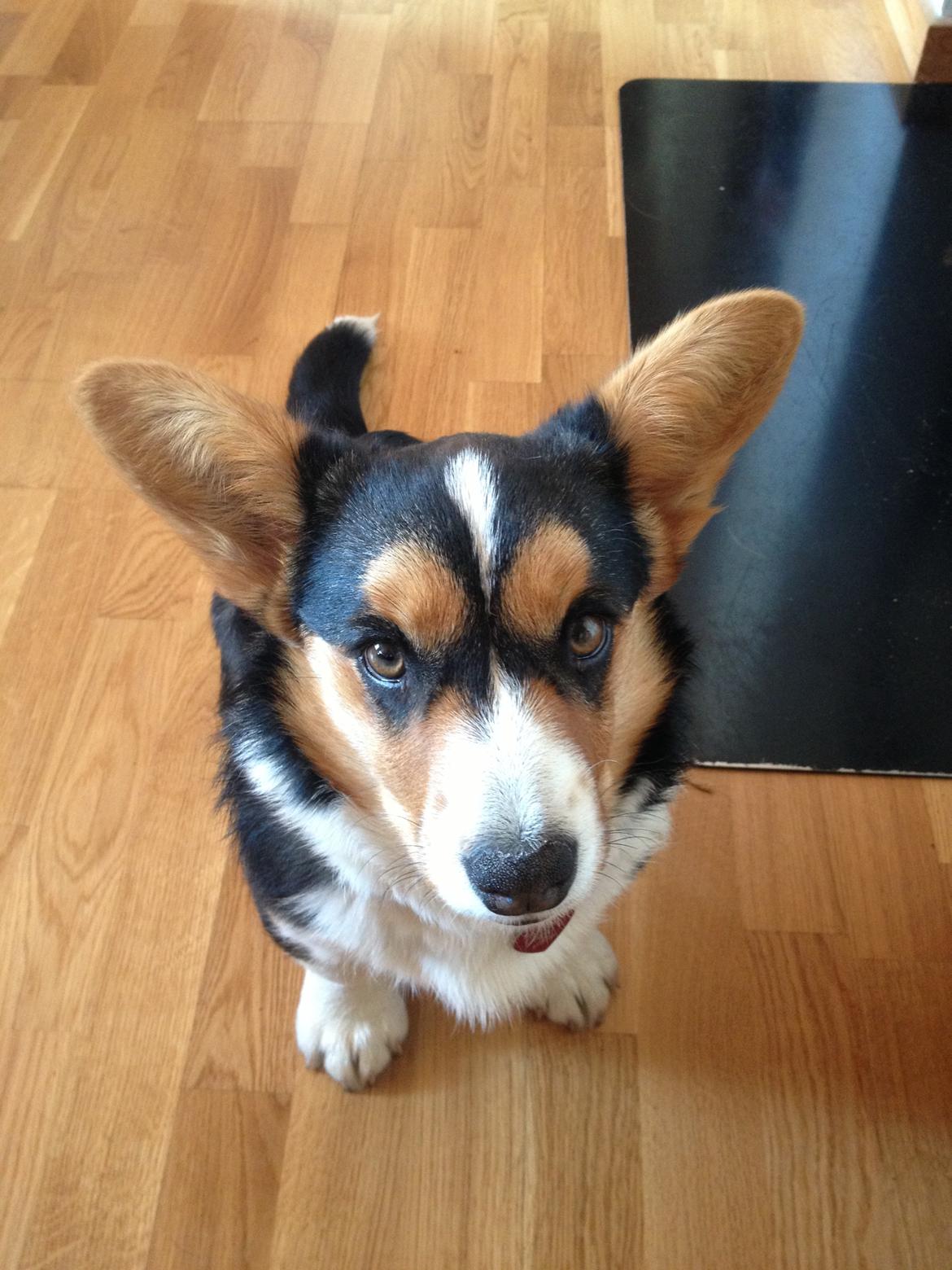 Welsh corgi cardigan Nelly billede 3