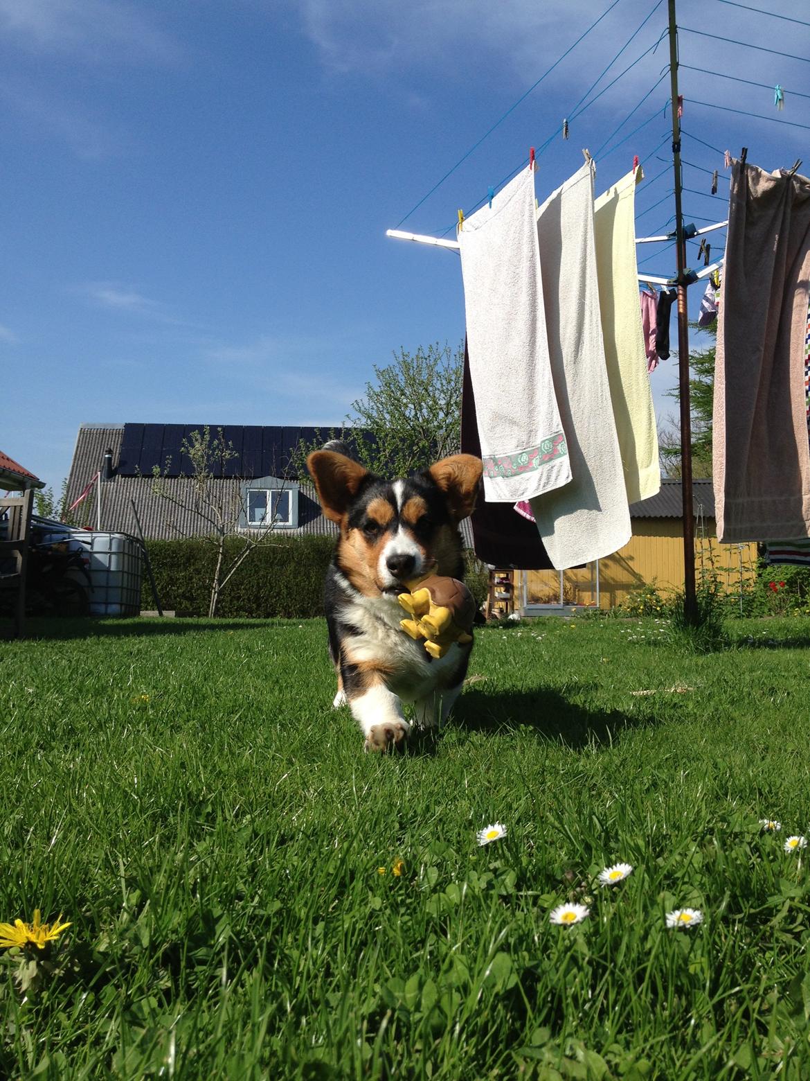 Welsh corgi cardigan Nelly billede 4