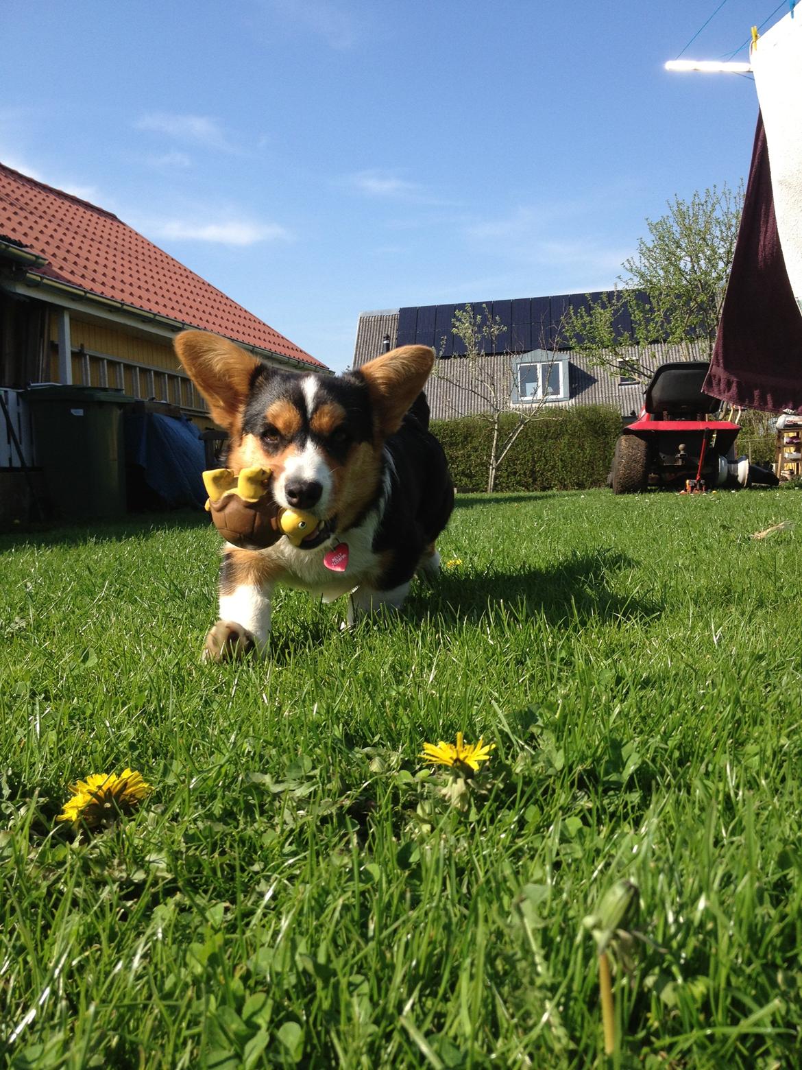 Welsh corgi cardigan Nelly billede 5
