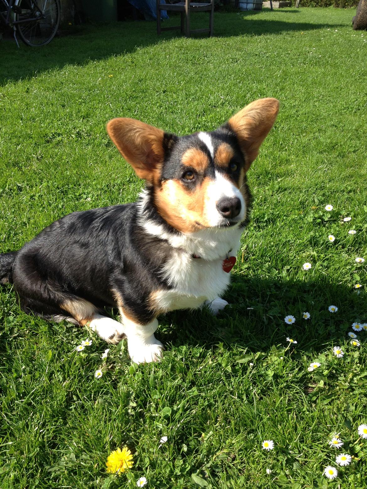 Welsh corgi cardigan Nelly billede 6