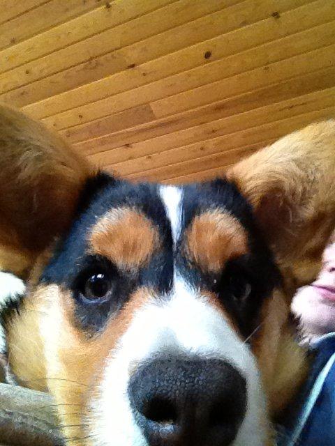 Welsh corgi cardigan Nelly billede 7