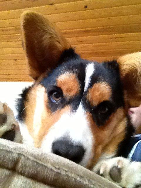 Welsh corgi cardigan Nelly billede 2