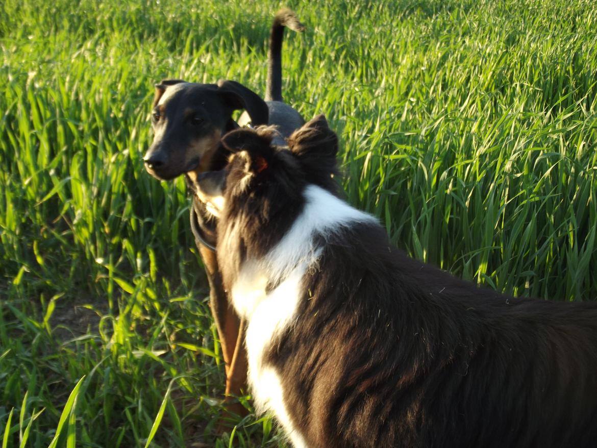 Shetland sheepdog Bella billede 2