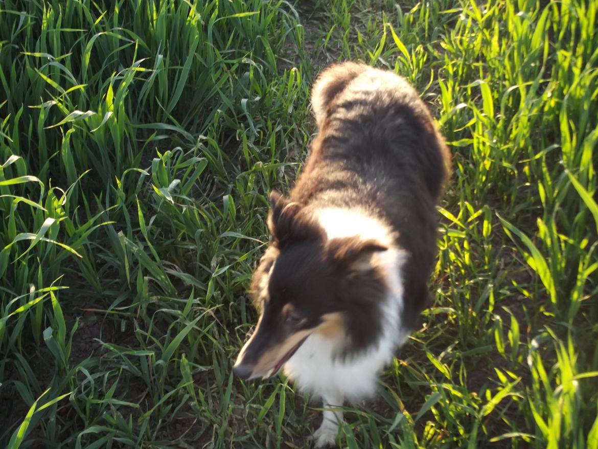 Shetland sheepdog Bella billede 19