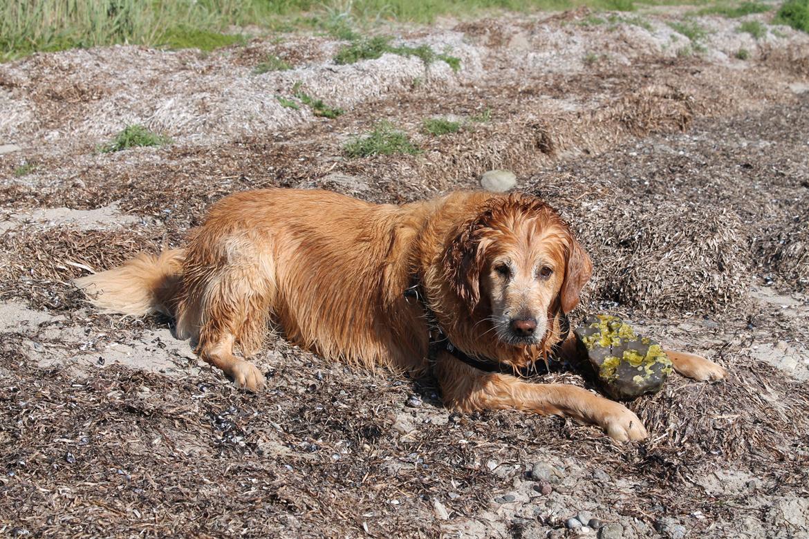 Golden retriever Buller (Bullerfis) (himmelhund) - Buller har fundet en sten billede 7