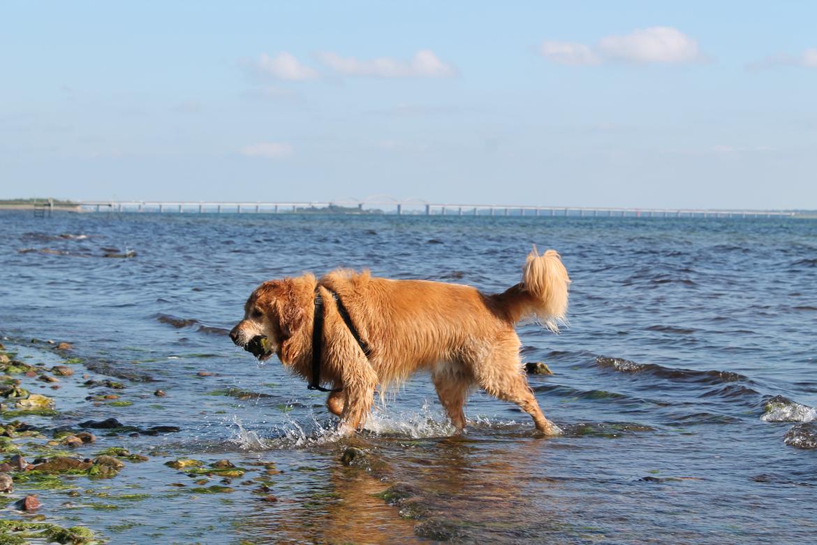 Golden retriever Buller (Bullerfis) (himmelhund) - Buller har fundet en sten billede 10