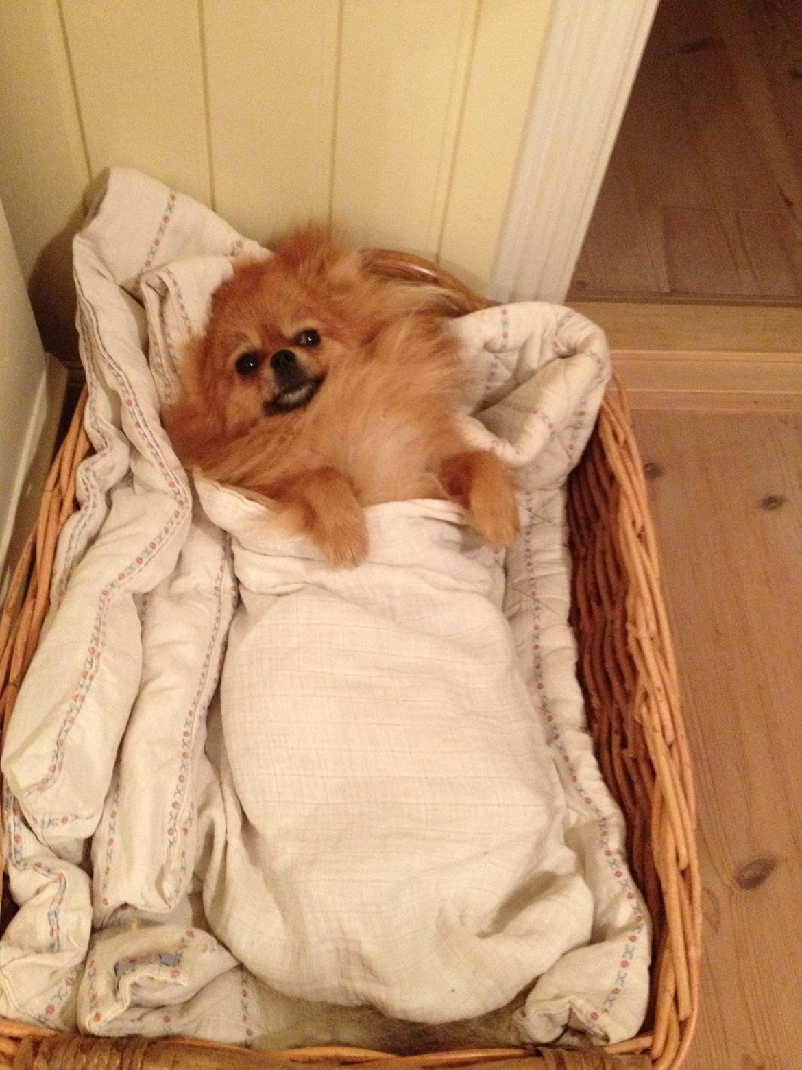 Pomeranian Coco. - Så hoppede møffe hunden i seng! ZzzZZ billede 18