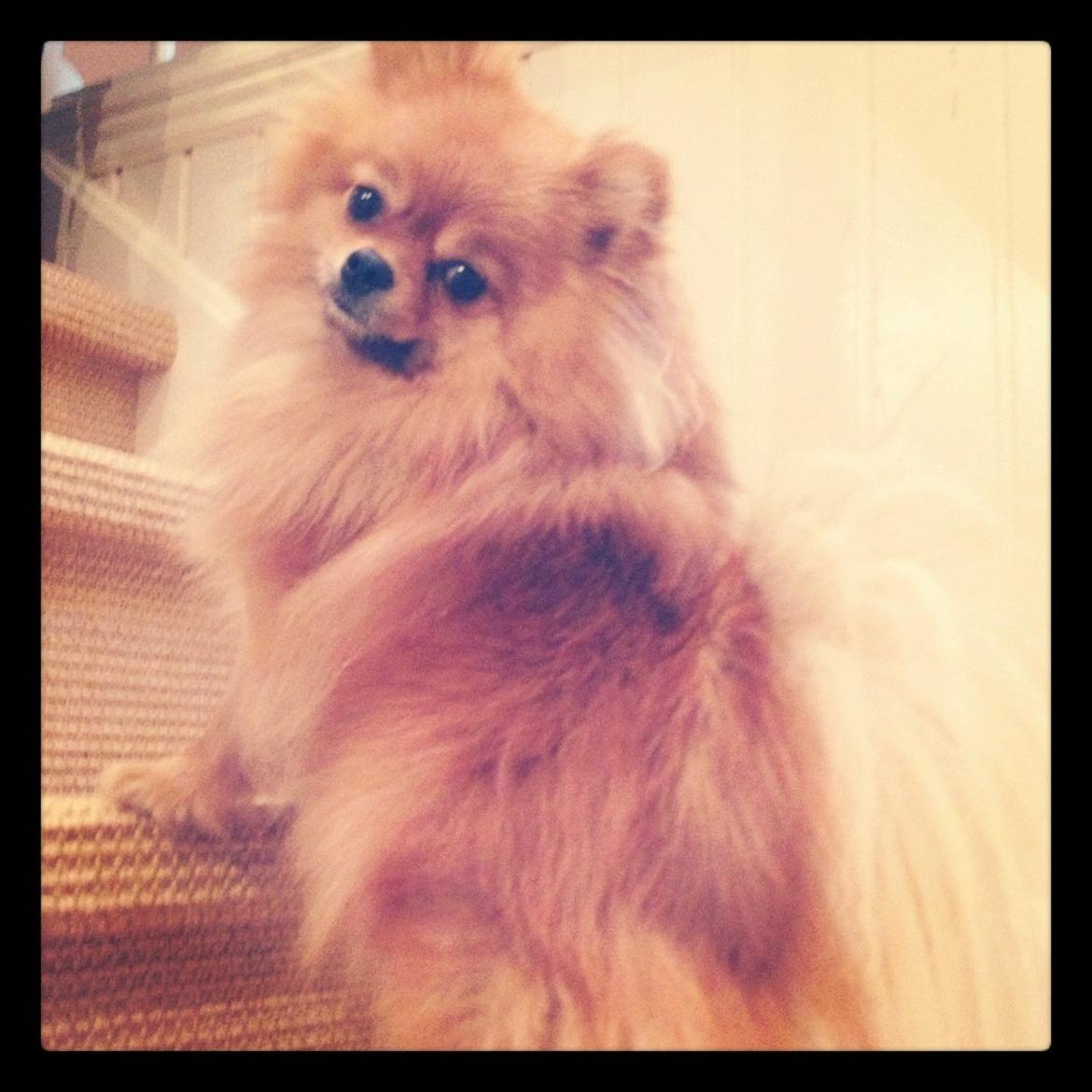 Pomeranian Coco. - Babyboo billede 20