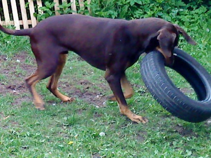 Blanding af racer Kenzo - Mit nye legetøj, håber det holder længere end alt det andet... *gg* billede 21
