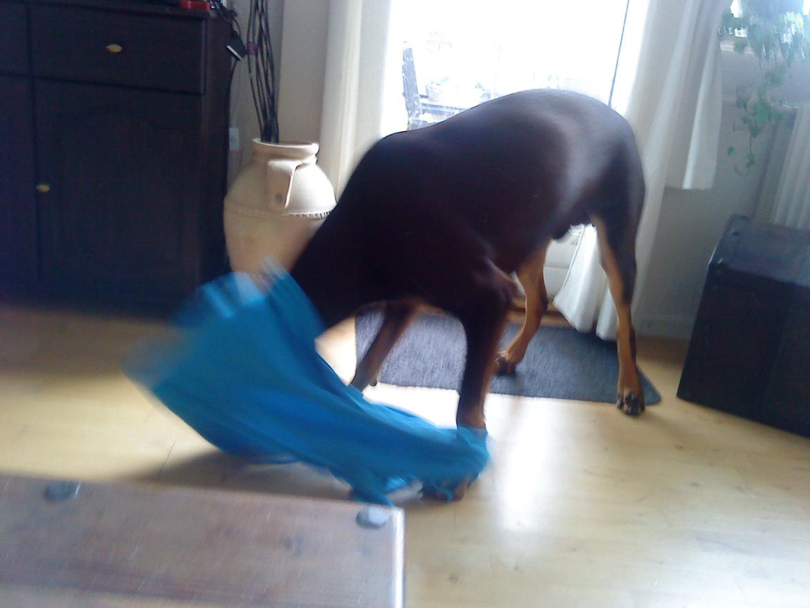 Blanding af racer Kenzo - Hva fa.... er nu det her for noget..??..  :D billede 19