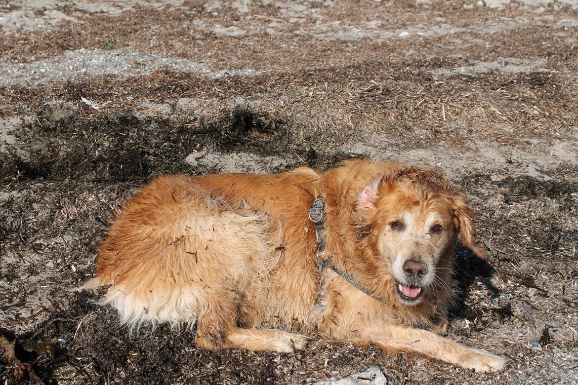 Golden retriever Buller (Bullerfis) (himmelhund) billede 11