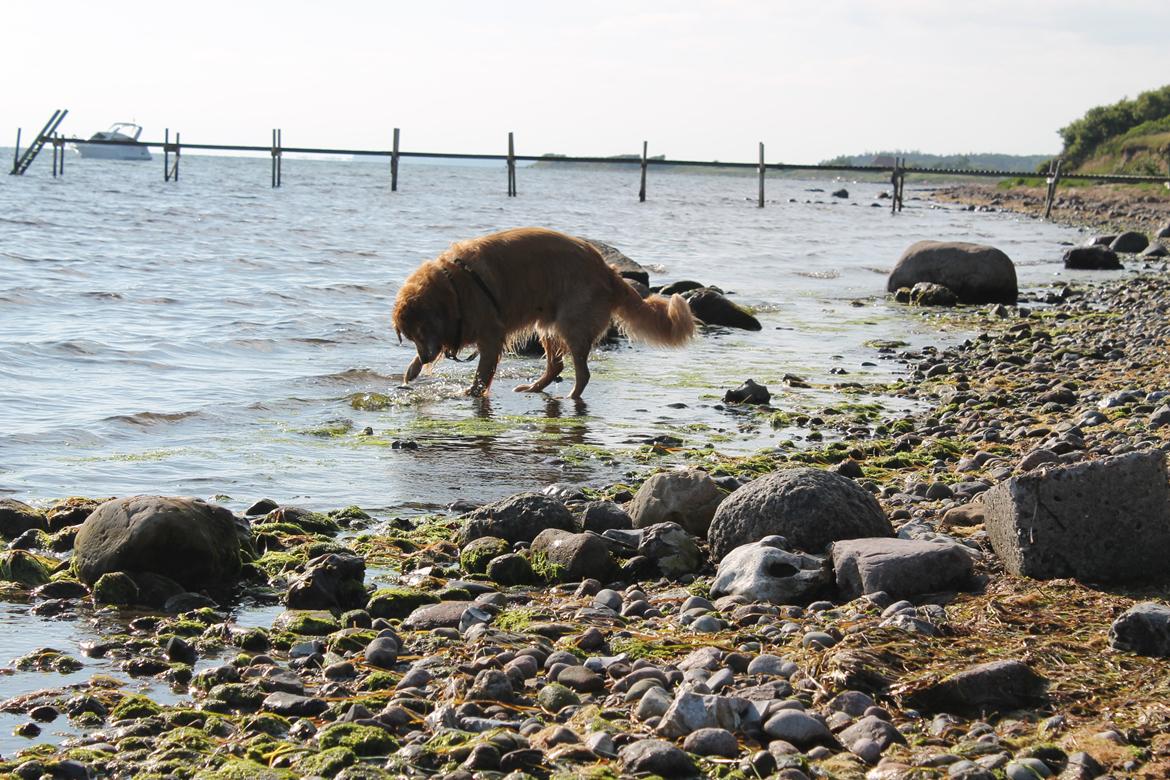 Golden retriever Buller (Bullerfis) (himmelhund) billede 12