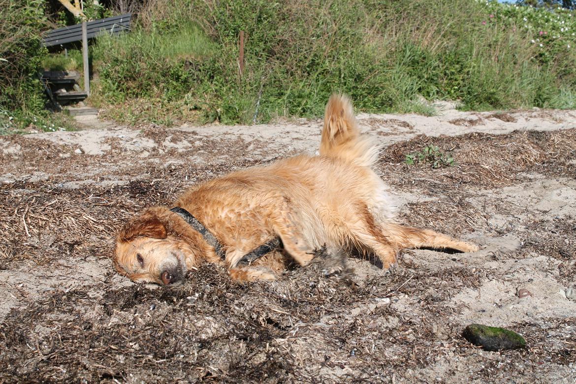 Golden retriever Buller (Bullerfis) (himmelhund) billede 14