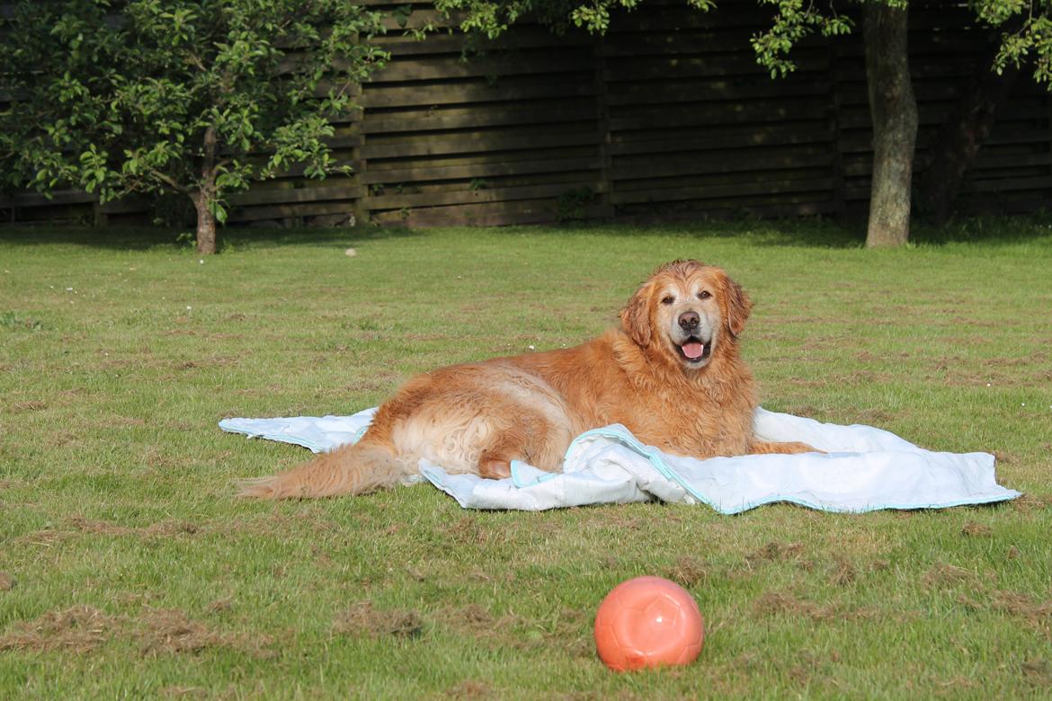 Golden retriever Buller (Bullerfis) (himmelhund) billede 16