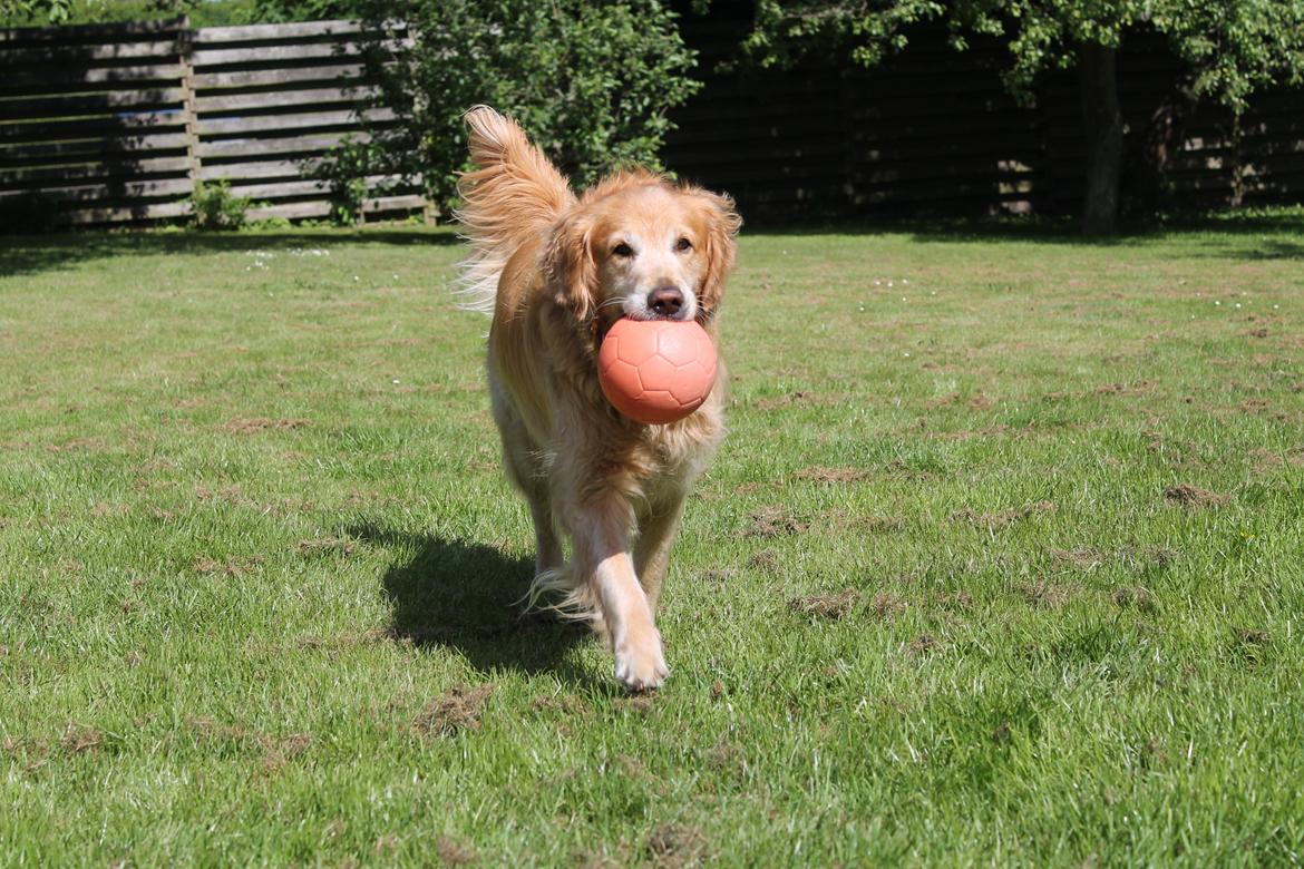 Golden retriever Buller (Bullerfis) (himmelhund) billede 17