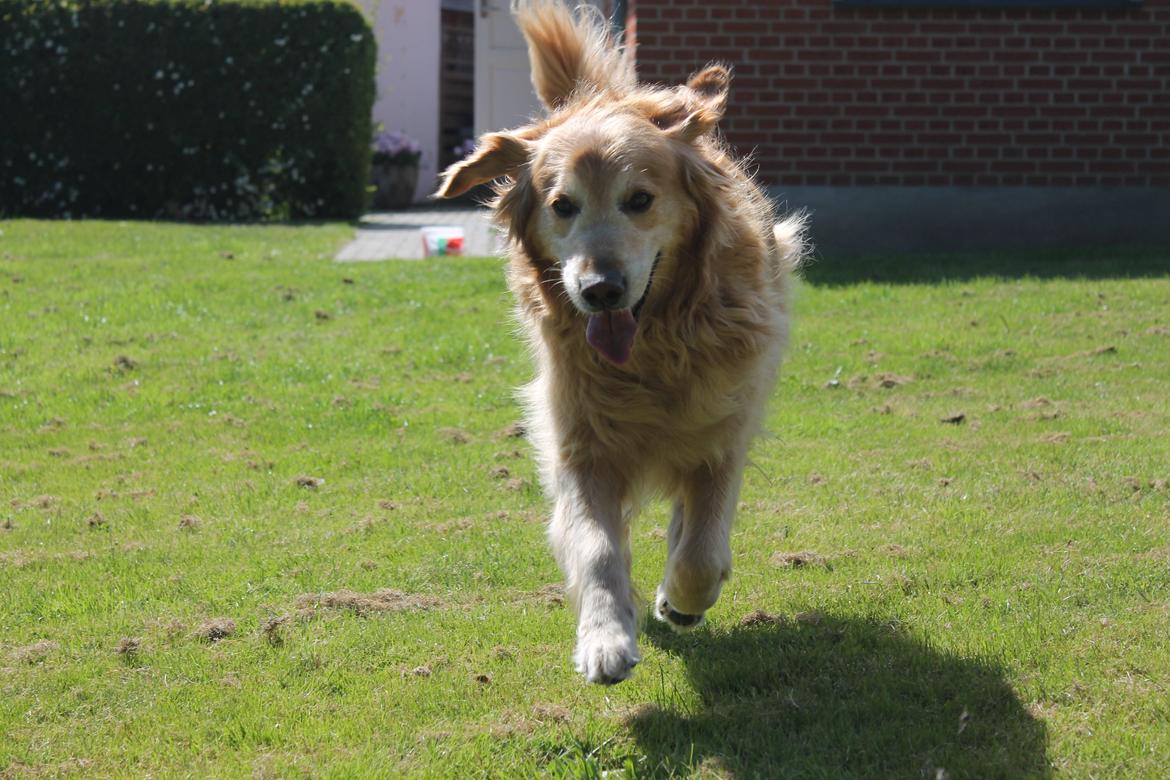 Golden retriever Buller (Bullerfis) (himmelhund) billede 18