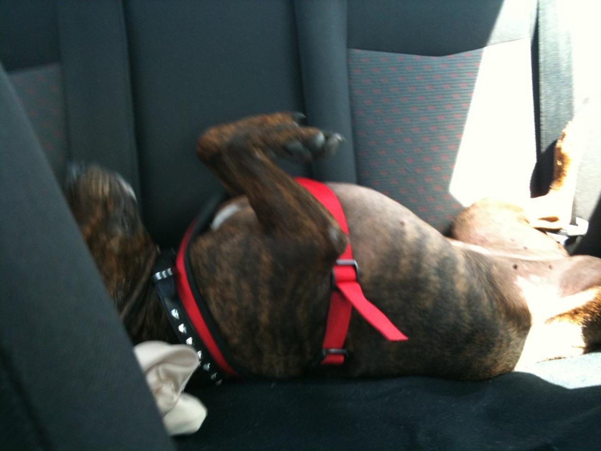 Blanding af racer Tilde - Tilde ligger og flyder på bagsædet. billede 16