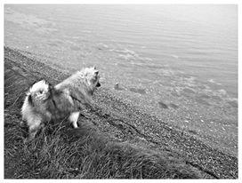 Keeshond Molly - en dag ved stranden billede 17